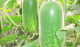 介休吃瓜爆料大全网站,吃瓜爆料大全网站带你领略本地热点风云